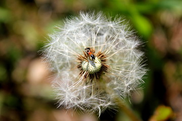 closeup of a dandelion