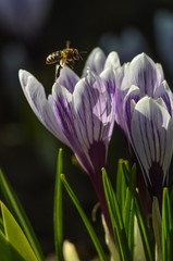 Fototapeta premium Bees on the first spring flowers, blue crocuses on a sunny day