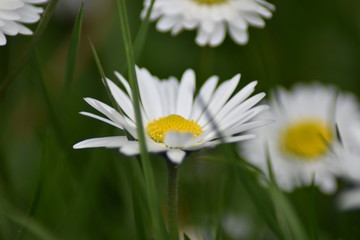 Obraz premium Gänseblümchen (Bellis perennis)