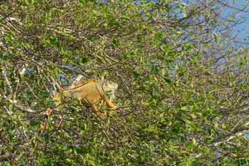 Green Iguana (Iguana iguana)