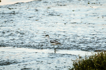 Pied Avocet (Recurvirostra avosetta) in shallow water