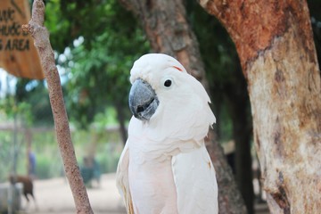Parrot