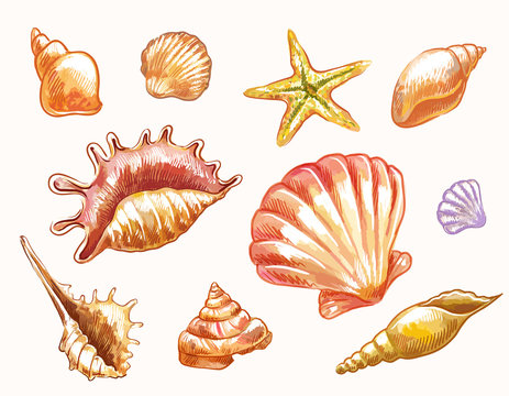Vector seashells in sketch watercolor style isolated