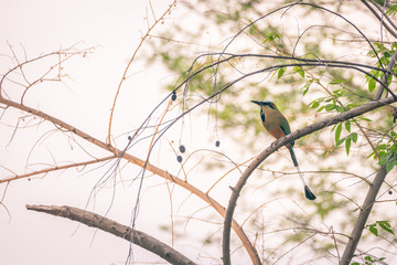 Turquoise-browed Motmot (Eumomota superciliosa)