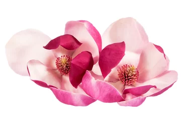Gordijnen Two flowers of pink magnolia isolated on white background, close up © mychadre77