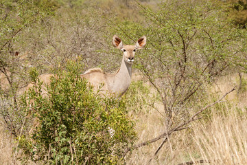 Greater kudu (Tragelaphus strepsiceros)
