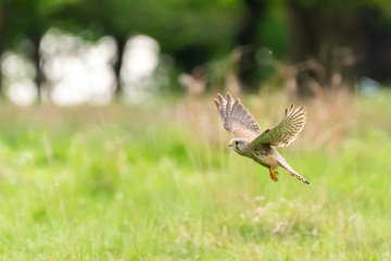 Common Kestrel (Falco tinnunculus)