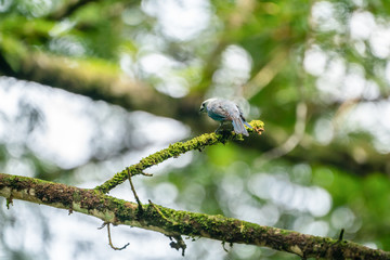 Blue-grey Tanager (Thraupis episcopus)