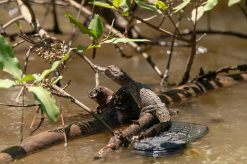 American Crocodile baby (Crocodylus acutus)
