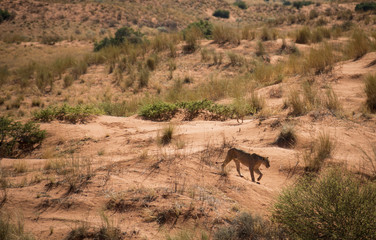 Lioness walking on Kalahari dunes