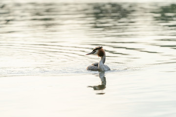 Great Crested Grebe (Podiceps cristatus)