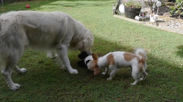 Two dogs, a small Jack Russell Terrier and large Golden Retriever play fight over a toy on a back yard lawn