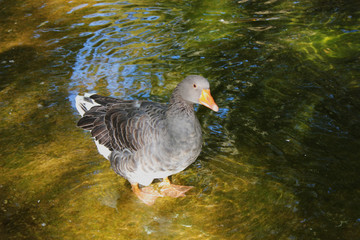Ducks and Geese at the Agios Nikolaos Park Naousa Greece
