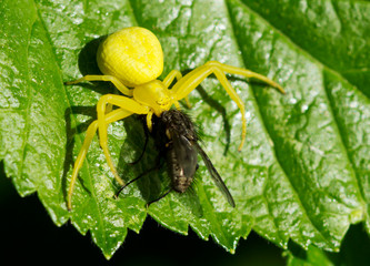 Spider Misumena vatia caught a fly. This is the kind of spiders that walk sideways.