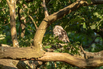 Little Owl (Athene noctua)