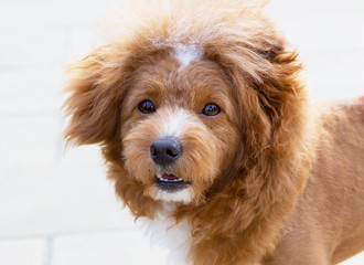Fototapeta premium Japanese poodle dog. The pet is like a toy – cute, compact, nice, with curls and expressive eyes.