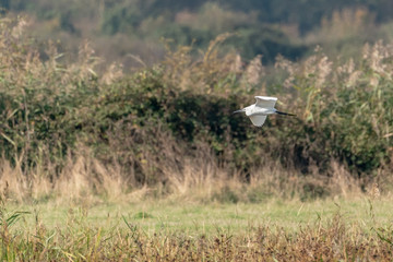 Little Egret (Egretta garzetta)