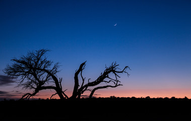 Early morning on safari 