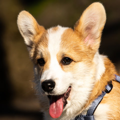 cute welsh corgi puppy close-up portrait