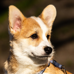 cute welsh corgi puppy close-up portrait