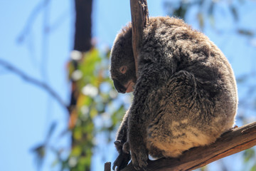 Furry sad koala bear tired from tourists on the branch, Sydney, Australia © vadim.nefedov