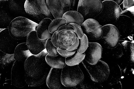 blooming large flower in black with many many leaves - Powered by Adobe