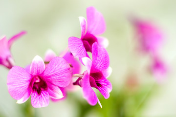 Pink Phalaenopsis