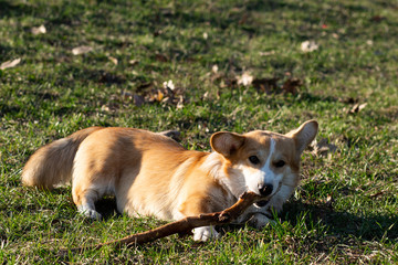 cute welsh corgi puppy in spring evironment