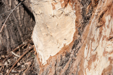 tree gnawed by a beaver