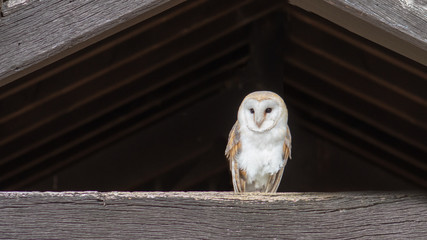 Barn owl, tyto alba, perched on an old wooden beam in a farm building © alan1951