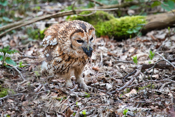 A tawny owl, Strix aluco, standing on the leaf covered ground of a wood with a mouse in its beak feeding