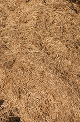 Close up dry straw texture background