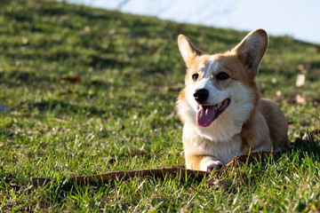 cute welsh corgi puppy laying on spring grass