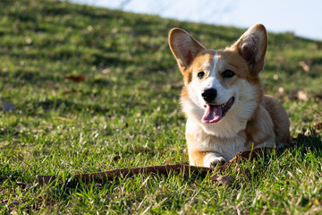 cute welsh corgi puppy laying on spring grass
