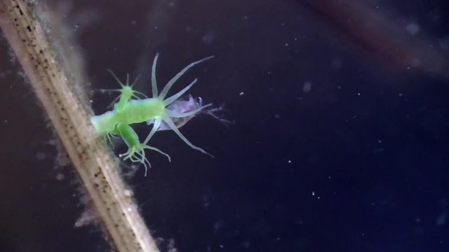 Gr&uuml;ne Hydra, S&uuml;&szlig;wasserpolyp f&auml;ngt Wasserfloh