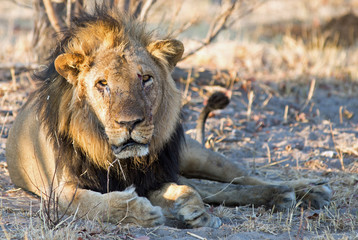 Grumpy looking Male African Lion looking into camera