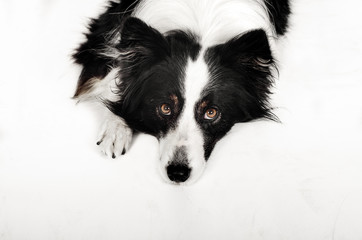 border collie dog beautiful portrait on white background studio shooting