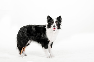 border collie dog beautiful portrait on white background studio shooting