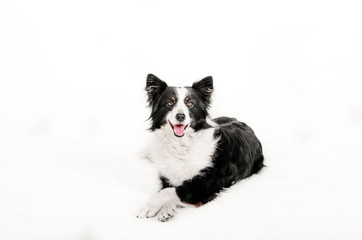 border collie dog beautiful portrait doing tricks on white background studio shooting