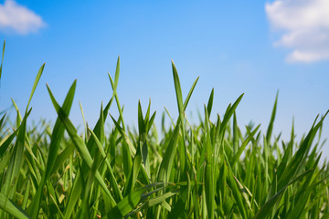 Trawa na tle błękitnego nieba