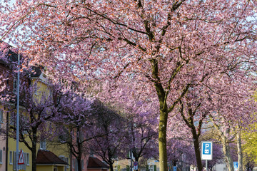 Blooming pink cherry trees along the street in an living quarter in Zurich - friendly living environment and life quality