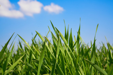 Trawa na tle błękitnego nieba