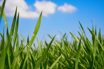 Trawa na tle błękitnego nieba