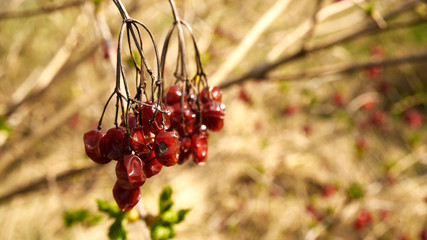 Kwitnące rośliny wiosną © piotrszczepanek