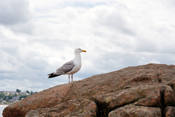 Seagull on rocks in Pink Granit Coast