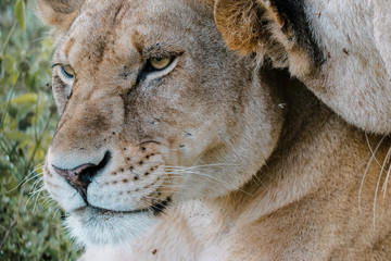 Fototapeta premium eyes female lion portrait