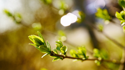 Kwitnące rośliny wiosną © piotrszczepanek