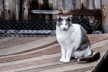 Chat gris et blanc