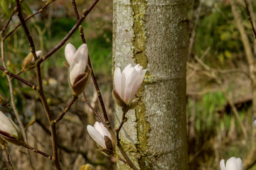 Magnolie, Blüten, Knospen 