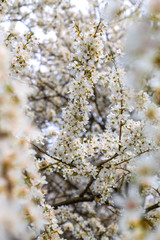Tree with white blossoms in early spring